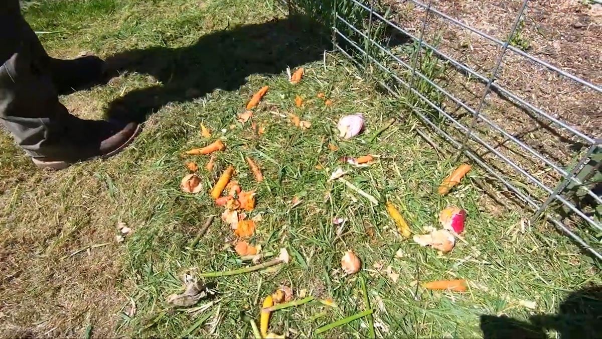 Food scraps laid out over grass for a new garden plot.