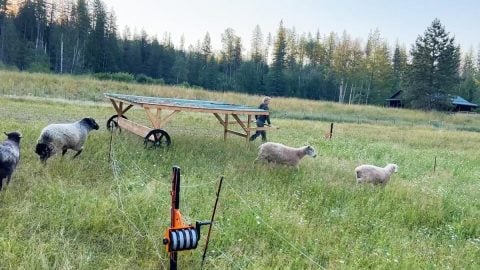 A young man moving a sheep tractor in pasture.