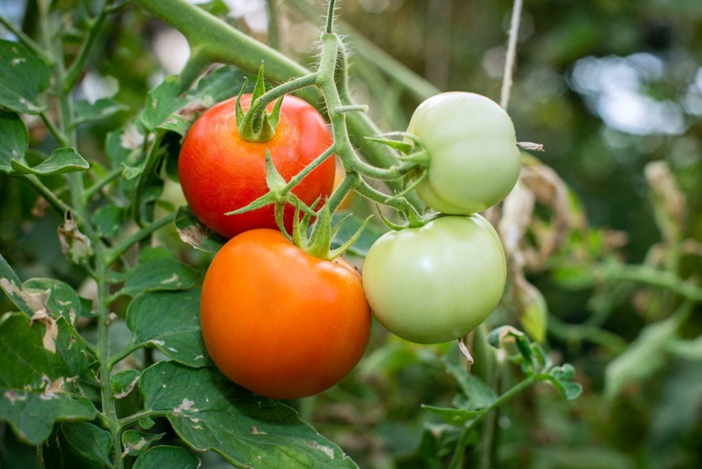 Tomatoes growing on a vine in multiple stages of ripeness.