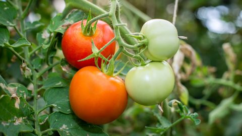 Tomatoes growing on a vine in multiple stages of ripeness.