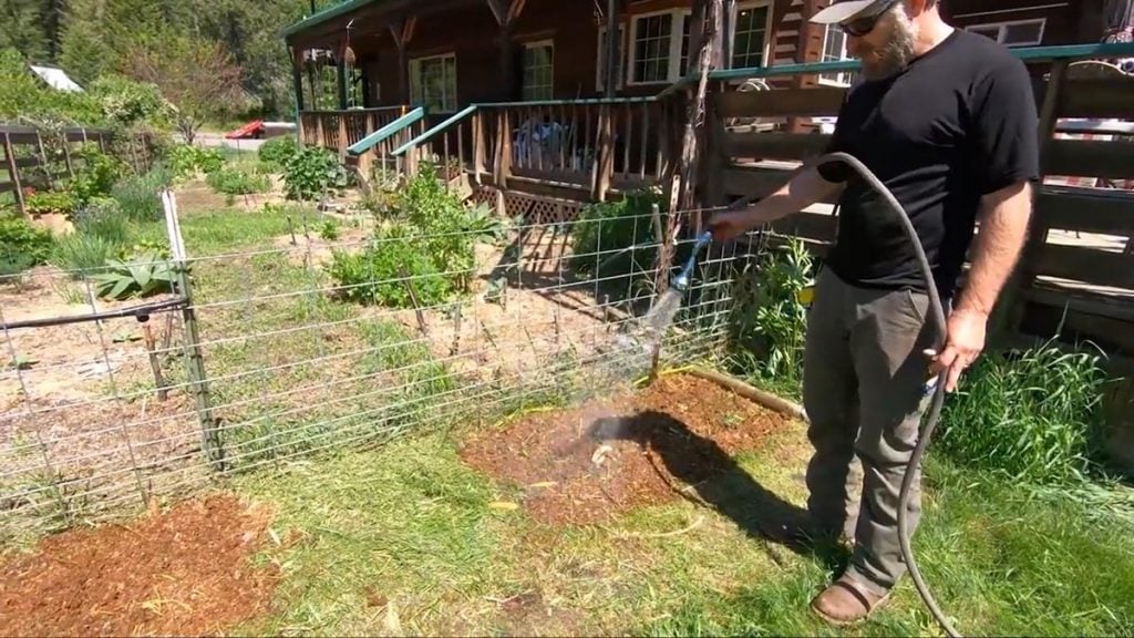 A man watering manure laid down over the grass for an instant garden.