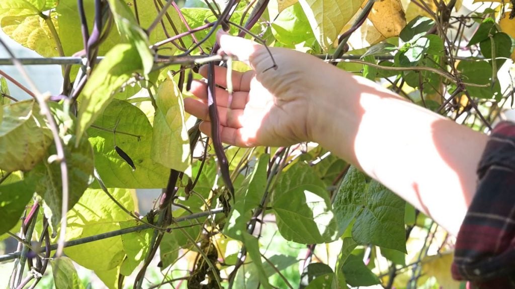 A woman picking beans from the vine.