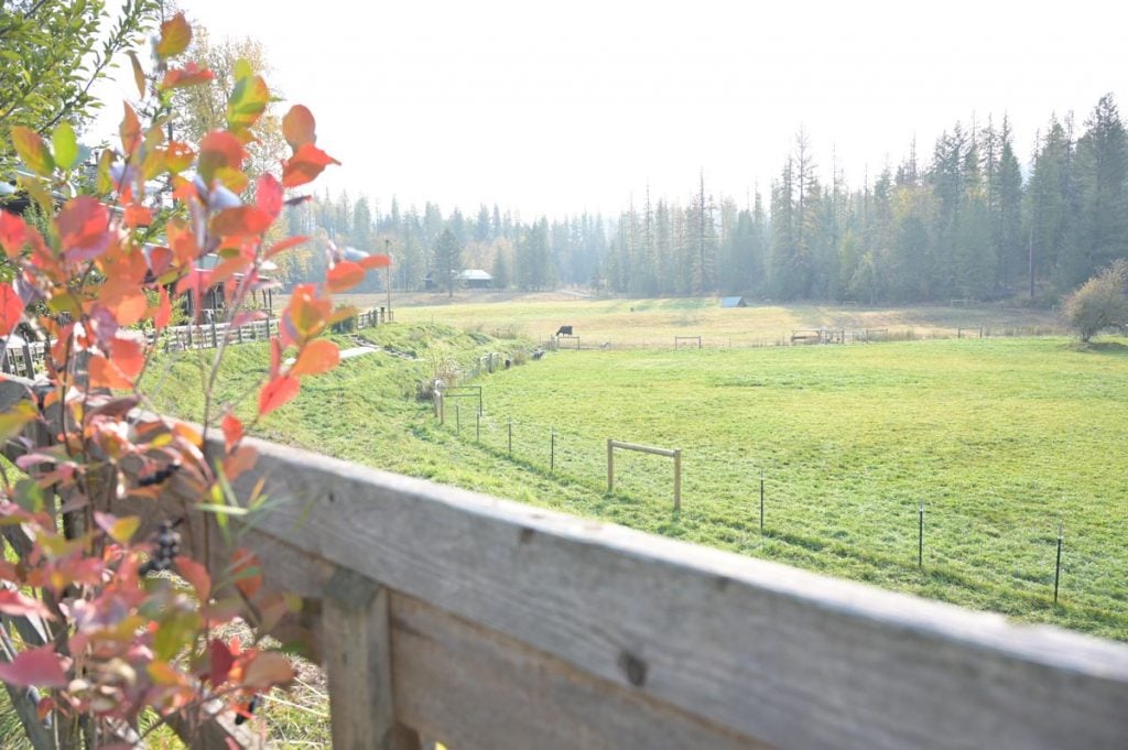 A sunny field on a fall day.