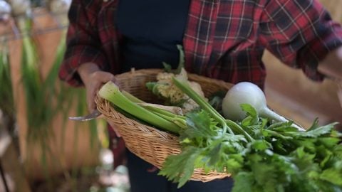 A basket of freshly harvested garden produce.