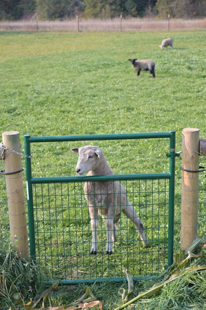 A sheep peering out over the fence.