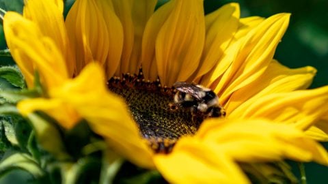 A sunflower with a bee.