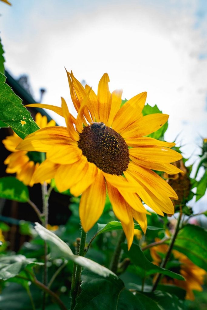 A sunflower with a bee.