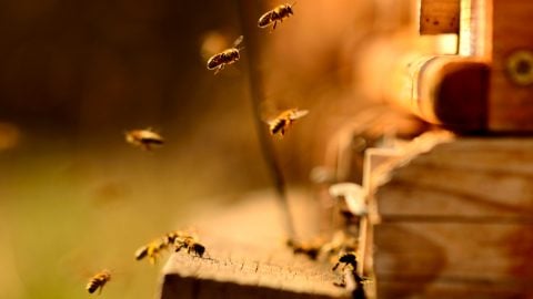 Bees flying into the entrance of a hive.