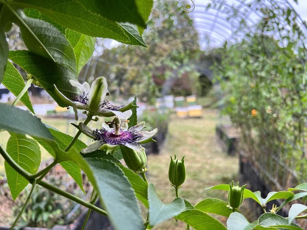 A peek through a plant to a garden.