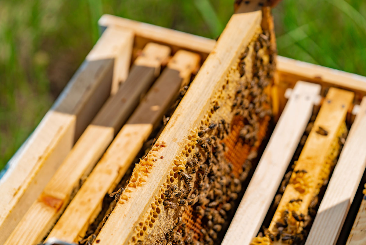 O apicultor pega uma tábua na colmeia.