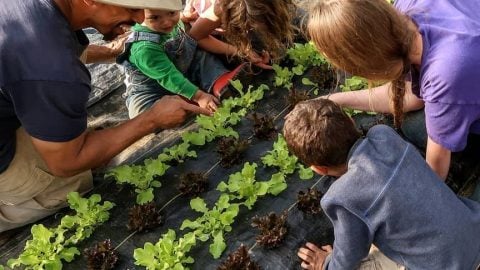 A family planting lettuce in the garden.