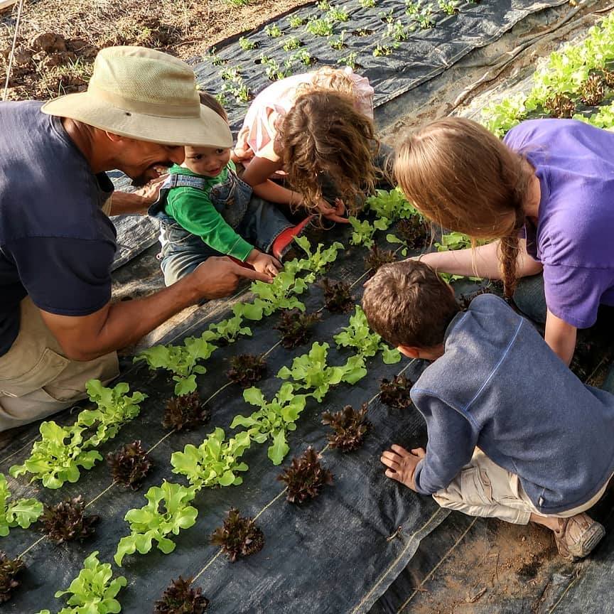 A family planting lettuce in the garden.