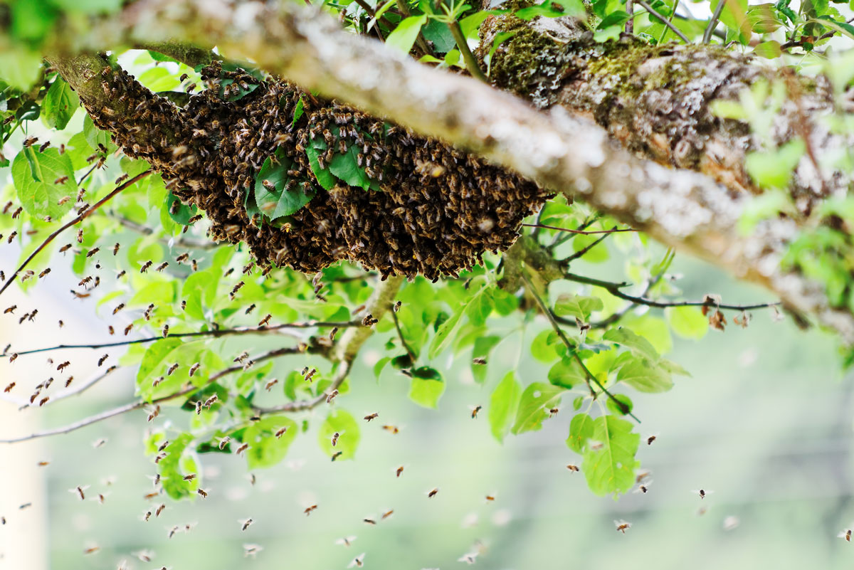 Um enxame de abelhas em uma árvore.
