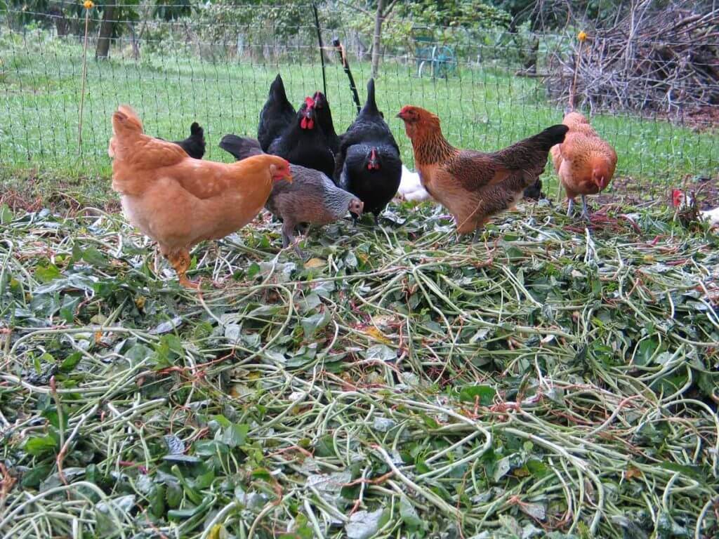 Chickens scratching through garden scraps in an outdoor chicken run.