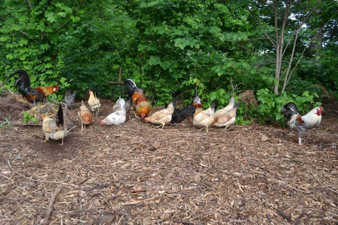 Deep Litter Method for Backyard Chickens (With or Without a Coop