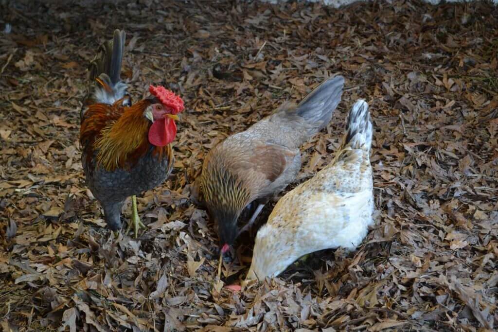 Two chickens and a rooster scratching in a coop.