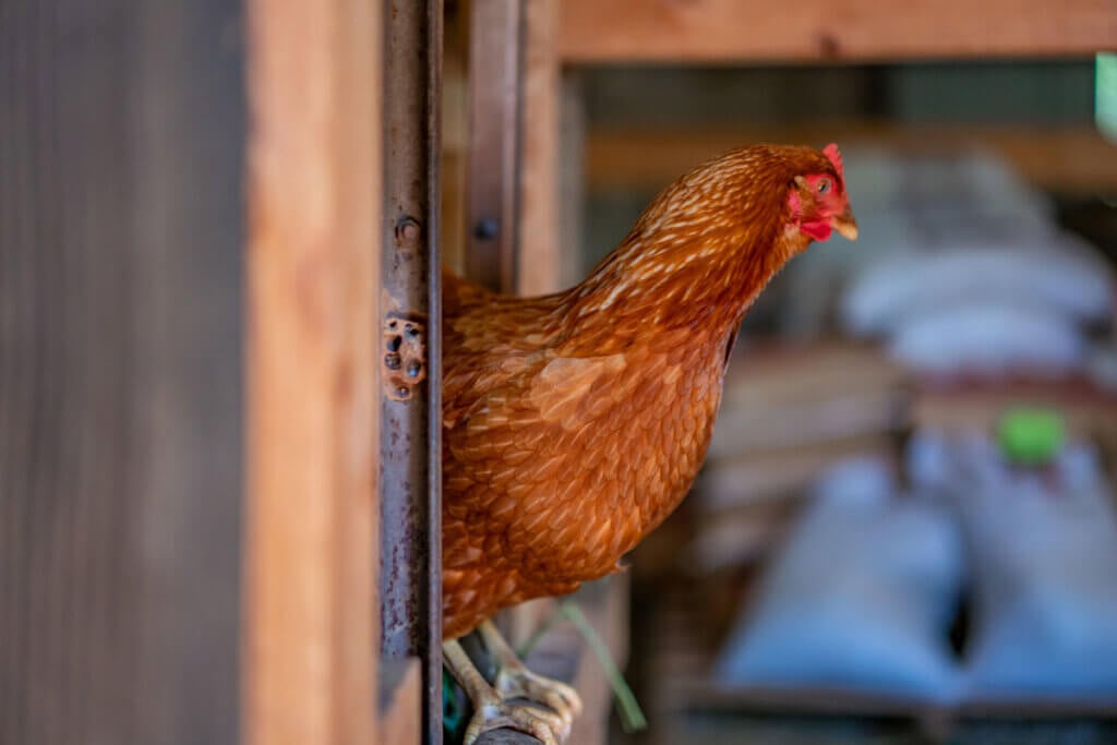 A chicken perched on the edge of a coop.