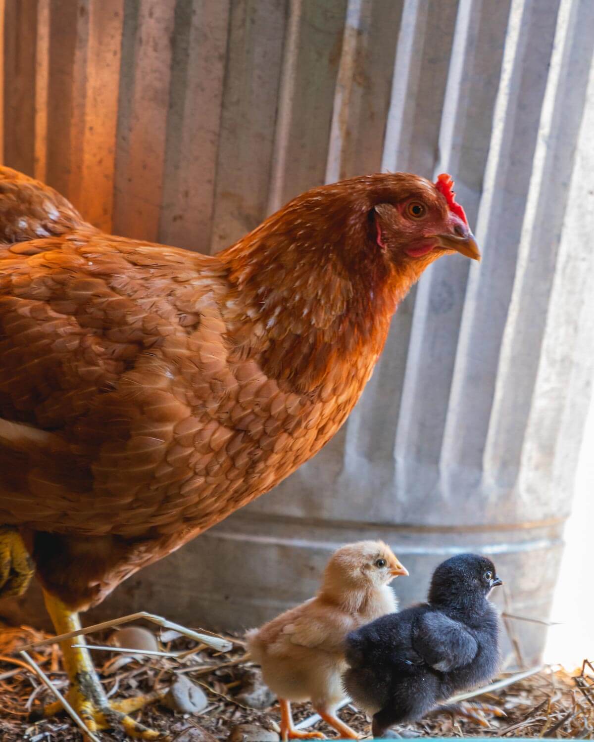 Why Do Chickens Stop Laying Eggs — Homesteading Family