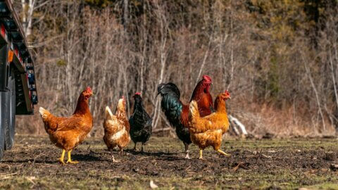 Chickens free-ranging on pasture.