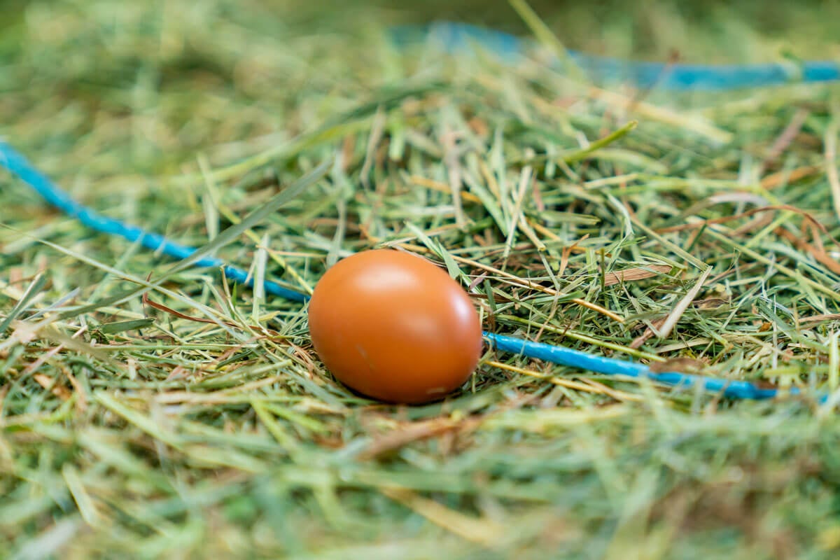 Why Do Chickens Stop Laying Eggs — Homesteading Family