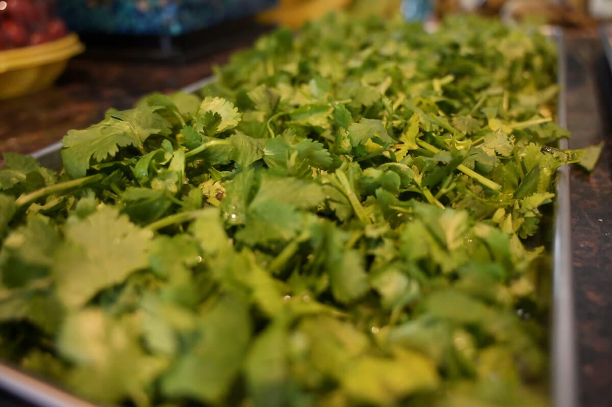 How to Grow Cilantro — Homesteading Family