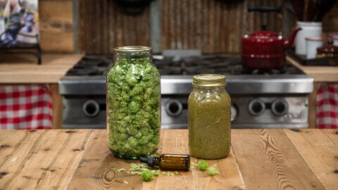 A jar of hops and a jar of hops tincture.