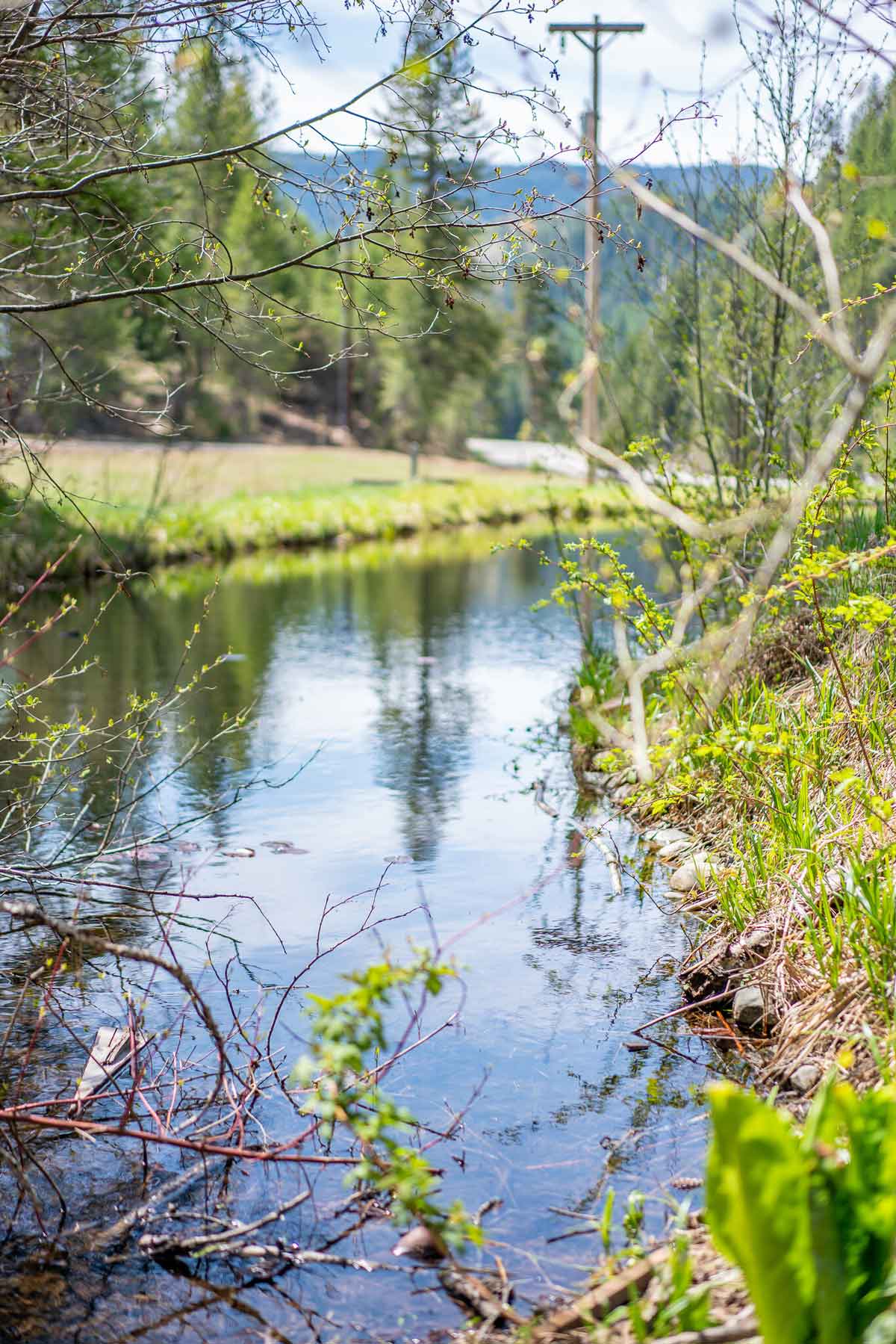 Peeking through trees at a pond.