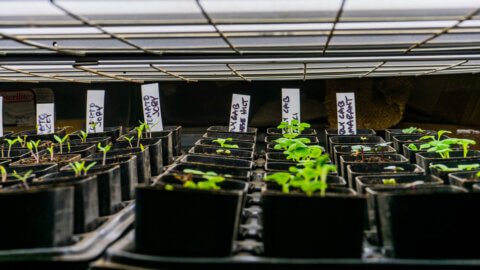 Seedlings growing under grow lights.