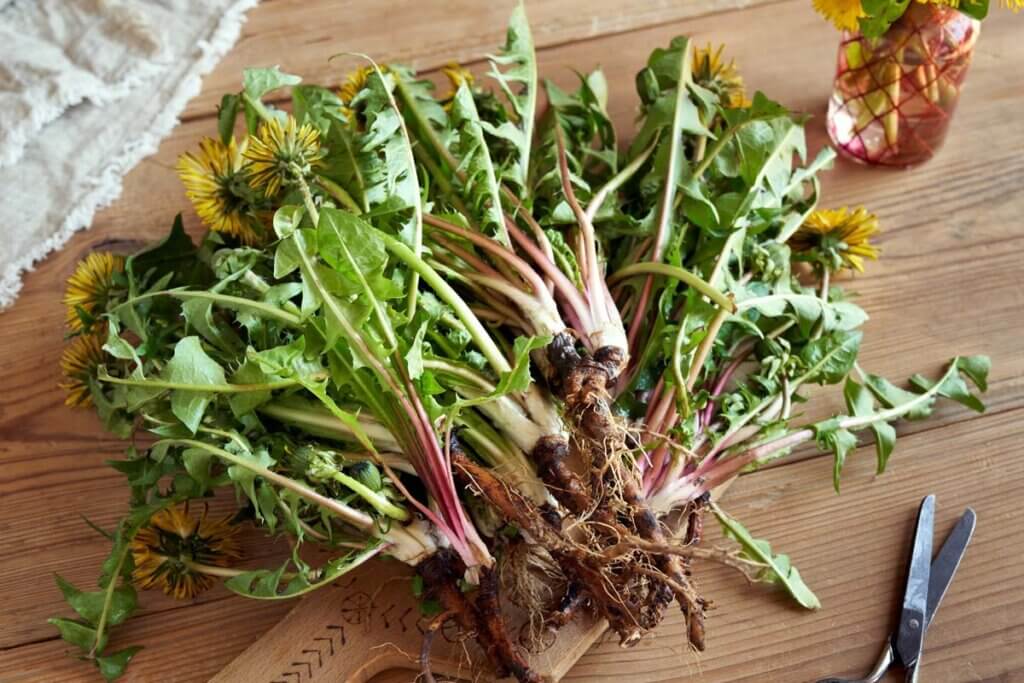 Dandelion flowers, stems and roots on a cutting board.