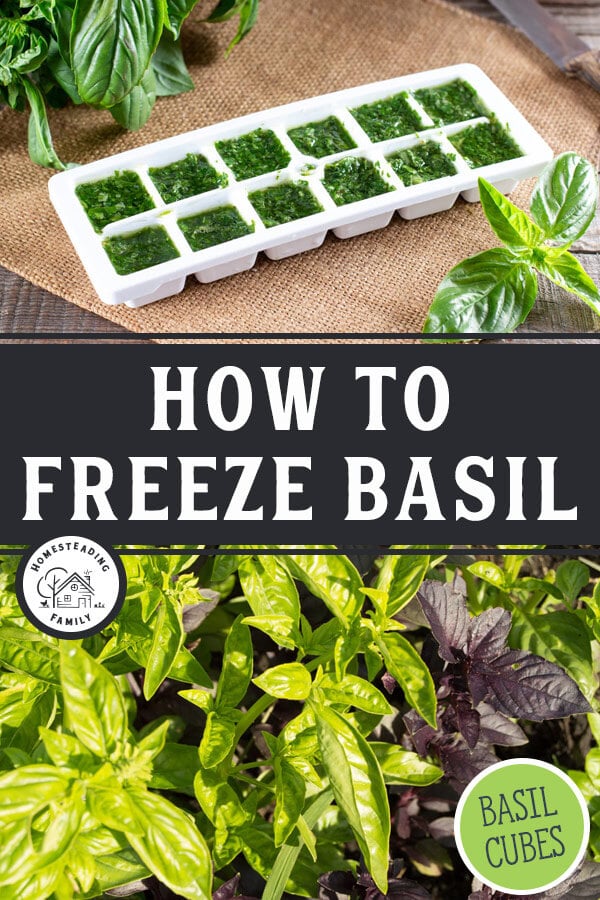 How to Freeze Basil — Homesteading Family