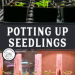 Pinterest pin for potting up seedlings (when and how).