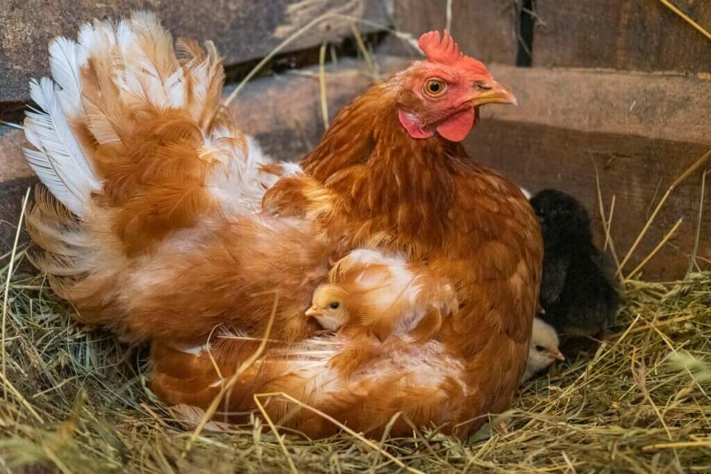 A broody hen sitting on chicks.