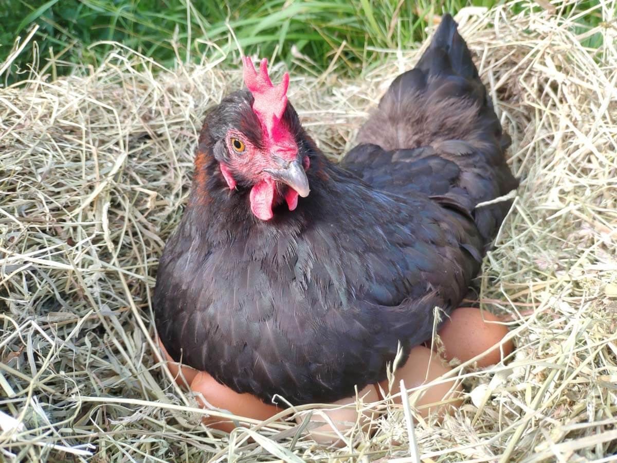A broody hen sitting on eggs in a nest.