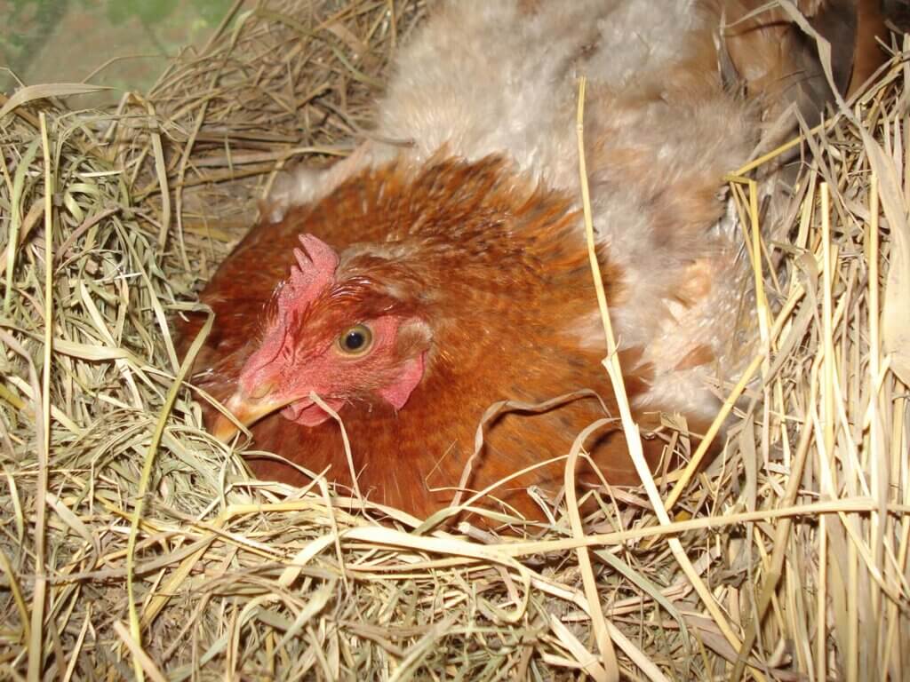 A broody hen sitting on a nest.