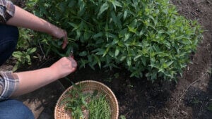 A woman cutting medicinal herbs in the garden.