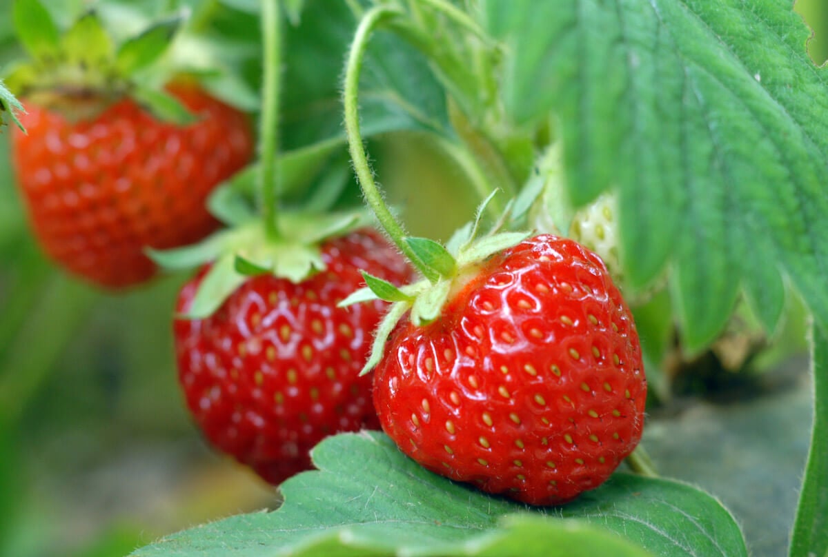 Strawberries on the vine.