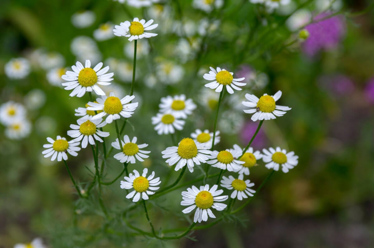 Chamomile flowers.