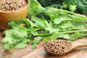 How to Grow Cilantro — Homesteading Family