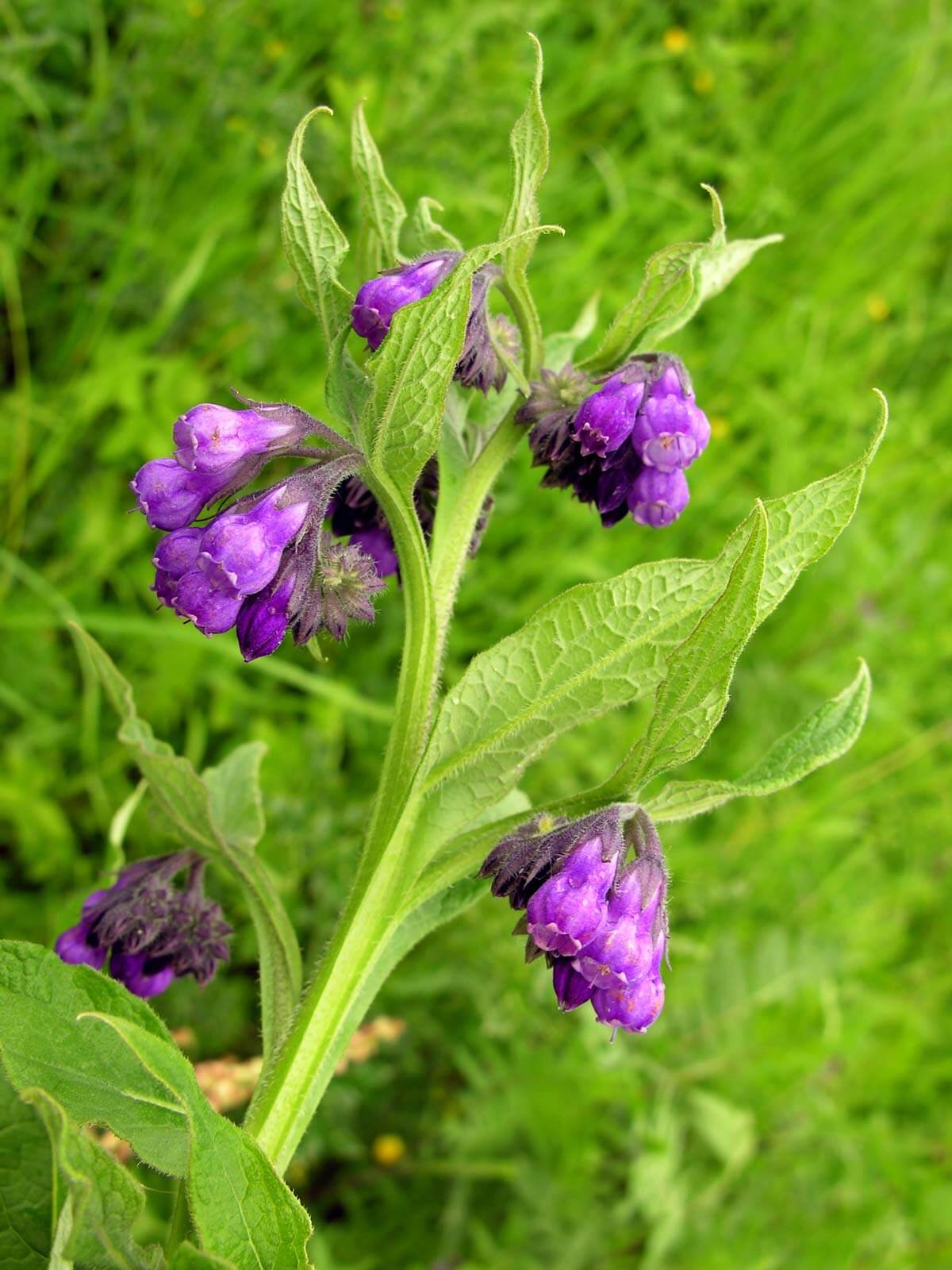 Comfrey Plant — Homesteading Family