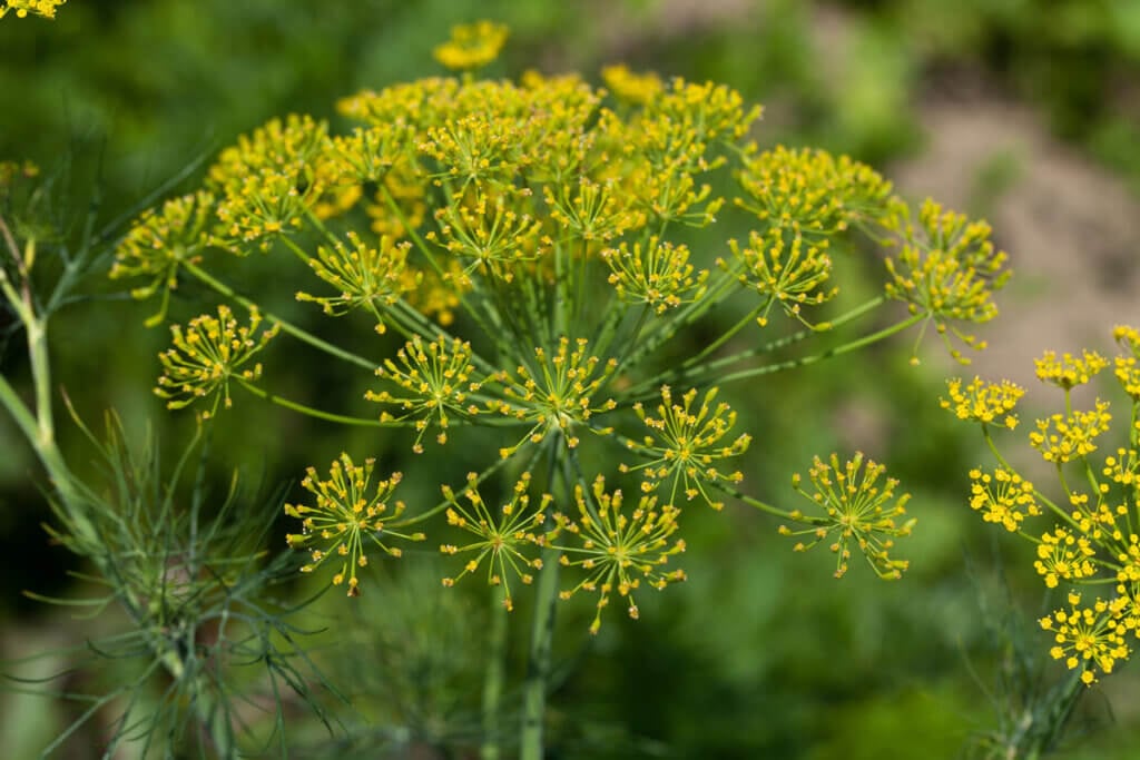 A dill flower.