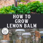 Pinterest pin for how to grow lemon balm.