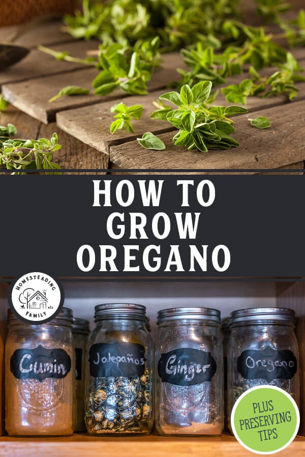 Growing Oregano — Homesteading Family