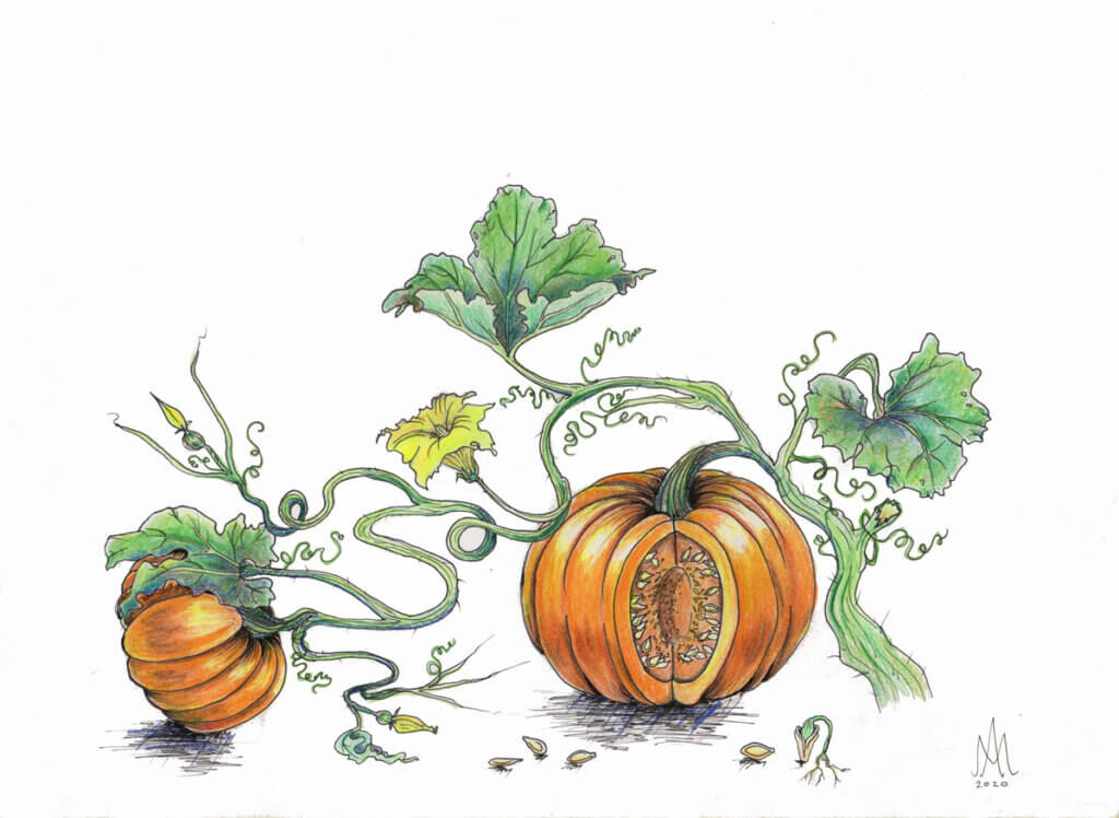 Illustration of pumpkins.