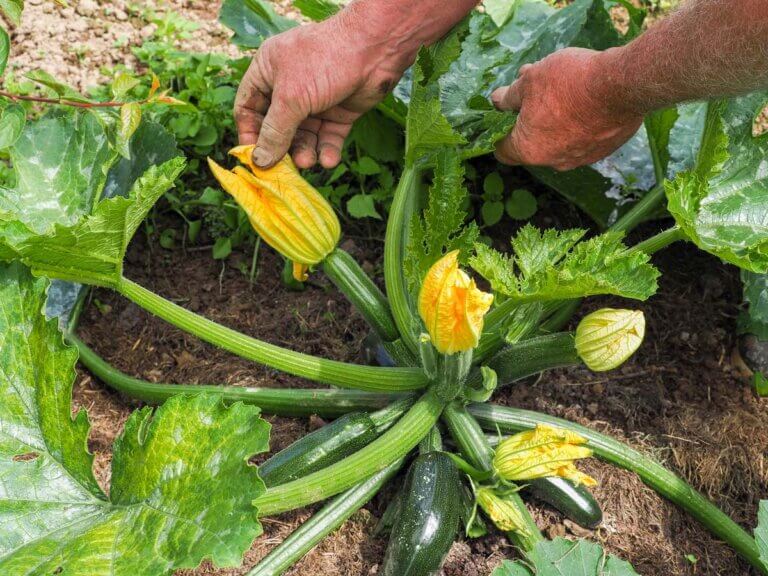 Zucchini Blossoms Recipe — Homesteading Family