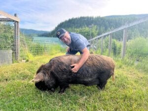A man giving a Kune Kune pig scratches.