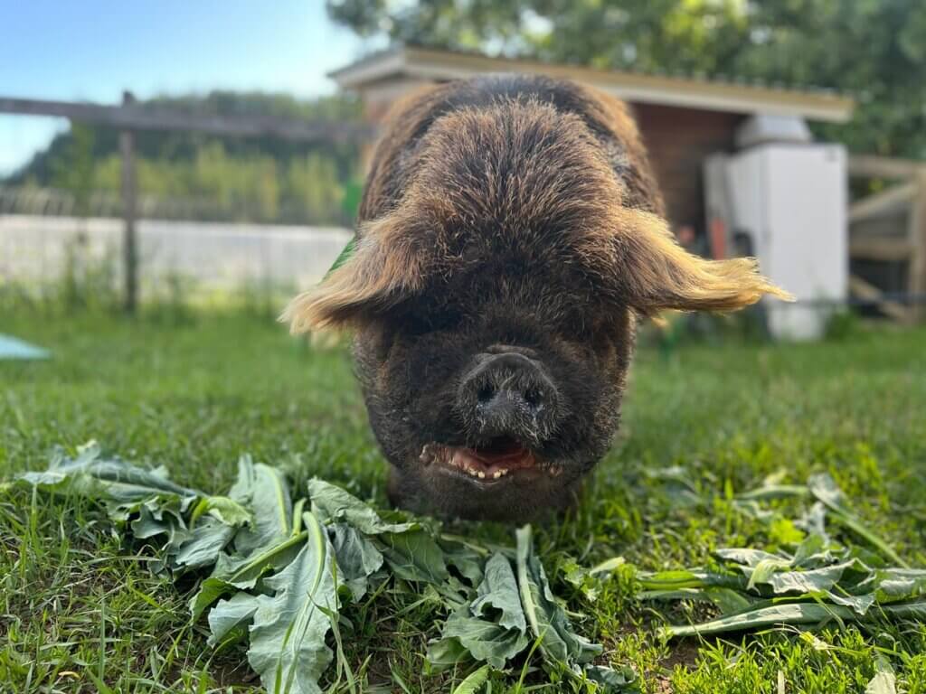 A kune kune pig eating.