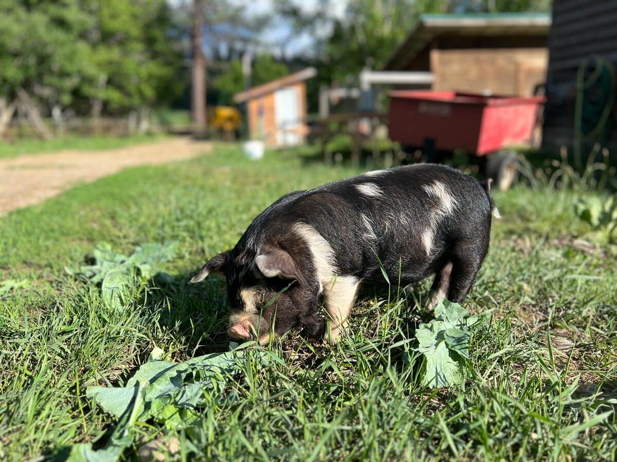 Kune Kune Pigs The Ultimate Homestead Pig — Homesteading Family
