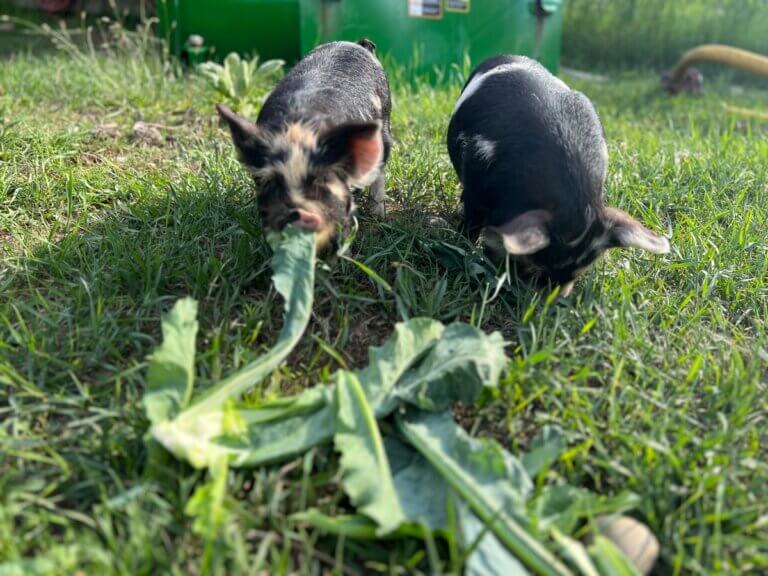 Kune Kune Pigs The Ultimate Homestead Pig — Homesteading Family