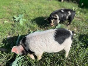 Kune Kune Pigs - The Ultimate Homestead Pig — Homesteading Family