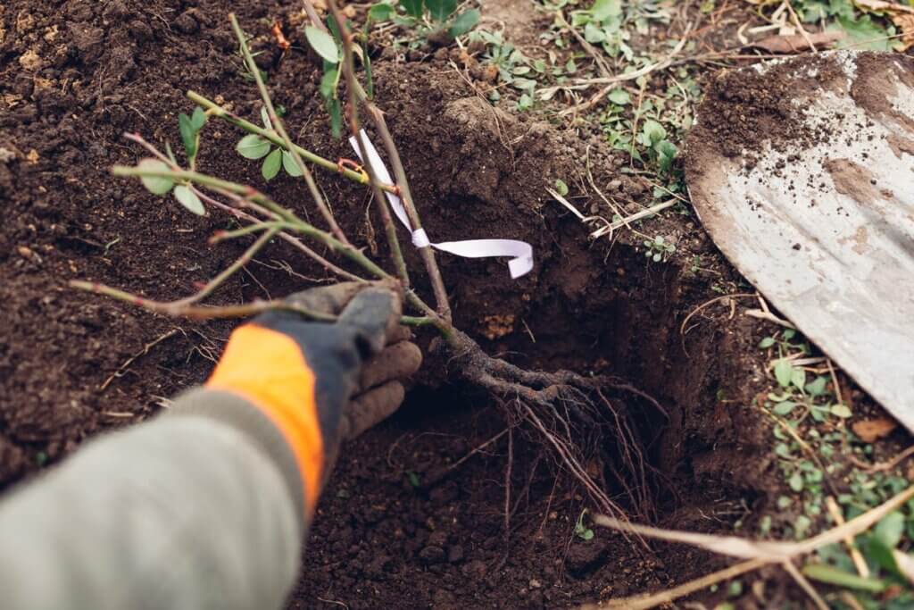 A bare root rose bush getting planted in the soil.